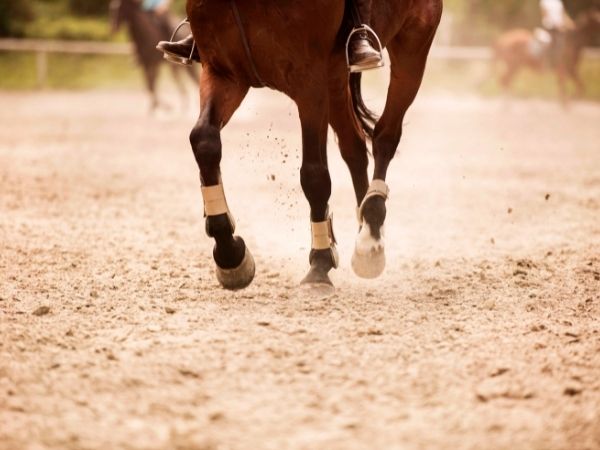 Pielęgnacja kopyt konia: jak sprawić, by koń był zdrowy i szczęśliwy