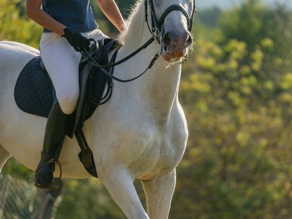 Przewodnik po jeździe konnej dla początkujących: Wskazówki i porady, które pomogą ci zacząć