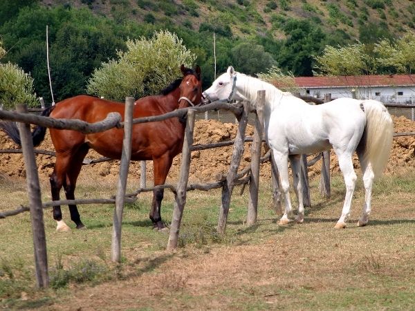 Jak założyć stadninę koni: Co musisz wiedzieć