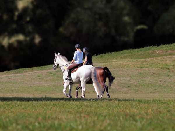 Co musisz wiedzieć o jeździe konnej dla początkujących