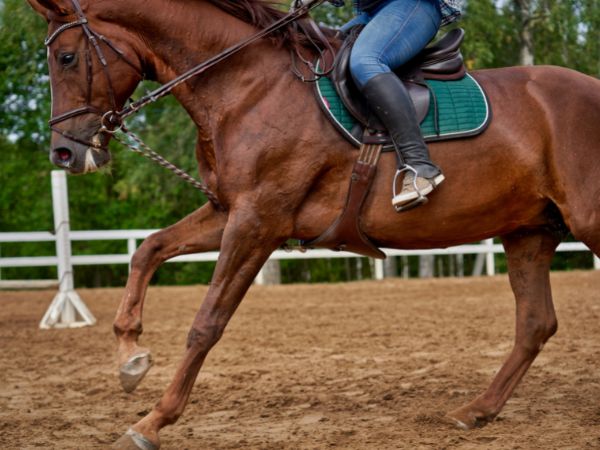 Jak trenować konia: Przewodnik dla początkujących do szkolenia koni