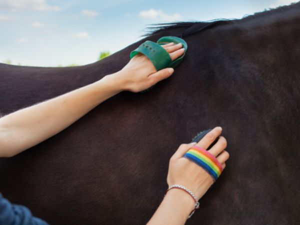 Horse Grooming: Co musisz wiedzieć o pielęgnacji koni
