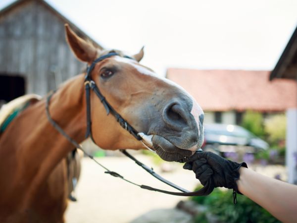 Jak wybrać odpowiednie lejce i uzdę dla twojego konia?